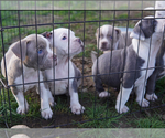 Small #7 American Bully