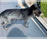 Small #1 Bluetick Coonhound