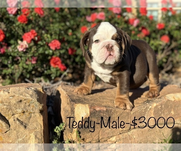 Medium Photo #17 Bulldog Puppy For Sale in SPRING, TX, USA