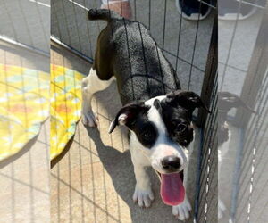 Mutt Dogs for adoption in Woodbury, NY, USA