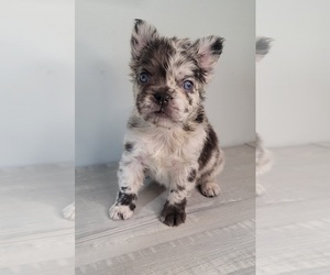 French Bulldog Puppy for sale in INDIANAPOLIS, IN, USA