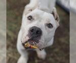 Small Bulldog Mix