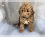 Small #18 Goldendoodle-Poodle (Miniature) Mix