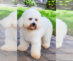 Bichon Frise Puppy for sale in SYRACUSE, IN, USA