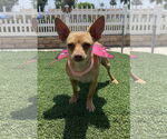 Small #3 Chihuahua Mix