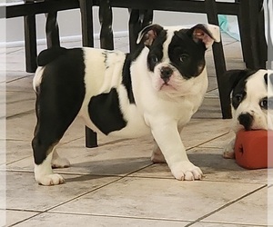 Olde English Bulldogge Puppy for sale in ROANOKE, VA, USA
