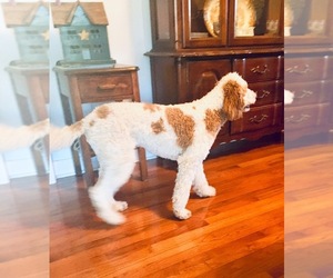 Poodle (Standard) Puppy for sale in POUNDING MILL, VA, USA