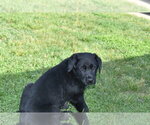 Small Photo #6 Golden Shepherd Puppy For Sale in HYATTSVILLE, MD, USA