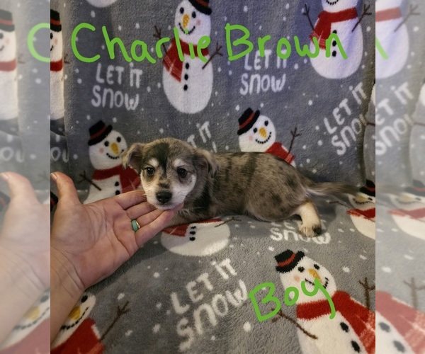 Medium Photo #2 Chizer Puppy For Sale in MONTEZUMA, GA, USA