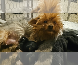 Mother of the Yorkshire Terrier puppies born on 05/01/2025
