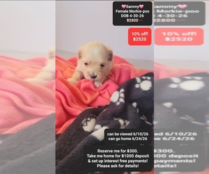 Morkie Poo (Toy) Puppy for sale in TUCSON, AZ, USA