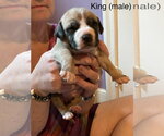 Small #21 Mutt