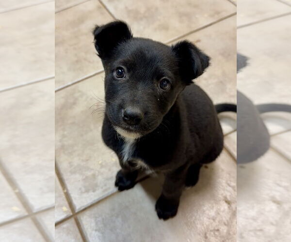 Medium Photo #1 Labrador Retriever-Unknown Mix Puppy For Sale in Green Forest, AR, USA
