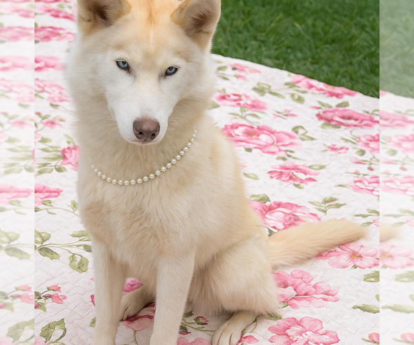 Medium Photo #3 Siberian Husky Puppy For Sale in Mt. Laurel, NJ, USA