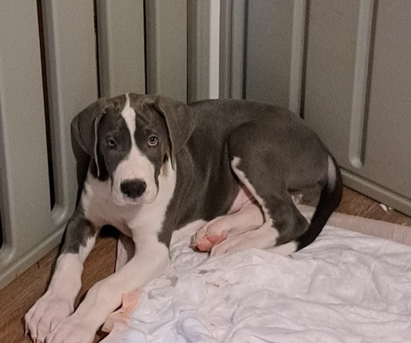 Medium Photo #1 Great Dane Puppy For Sale in ROCHESTER, NY, USA