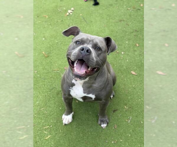 Medium Photo #1 Staffordshire Bull Terrier Puppy For Sale in Sugar Land, TX, USA