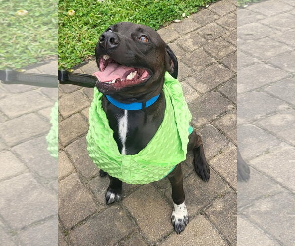 Medium Photo #3 Labrador Retriever-Unknown Mix Puppy For Sale in Germantown, OH, USA