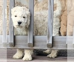 Puppy Muffin Goldendoodle