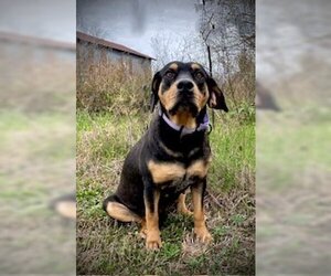Basset Hound-Rottweiler Mix Dogs for adoption in Pleasanton, TX, USA