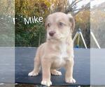 Small #4 Labrador Retriever Mix