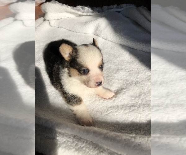 Medium Photo #1 Pembroke Welsh Corgi Puppy For Sale in ARTHUR, IL, USA