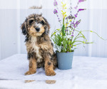 Puppy Astro Poodle (Miniature)