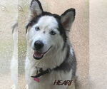 Small #5 Siberian Husky