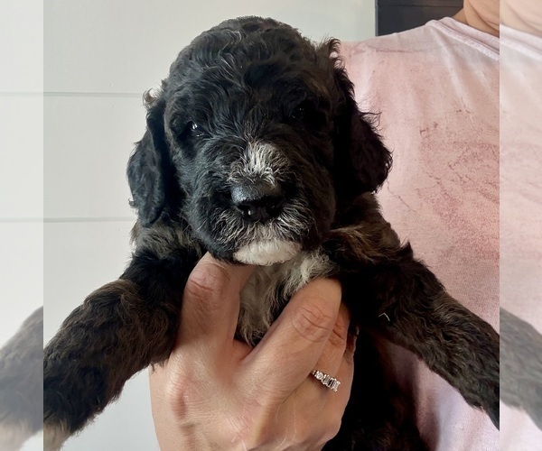 Medium Photo #51 Bernedoodle Puppy For Sale in MOULTON, AL, USA