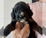 Small Photo #51 Bernedoodle Puppy For Sale in MOULTON, AL, USA