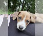 Small #4 Bullboxer Pit