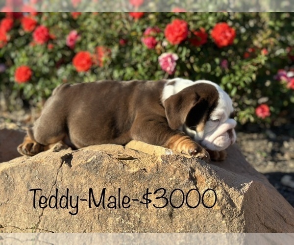 Medium Photo #7 Bulldog Puppy For Sale in SPRING, TX, USA