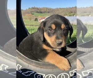 Borador Puppy for sale in HILLSBORO, WI, USA