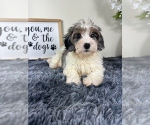 Medium Miniature Bernedoodle