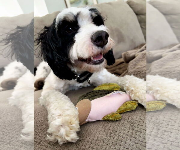 Medium Photo #2 Australian Shepherd-Unknown Mix Puppy For Sale in Cliffwood, NJ, USA