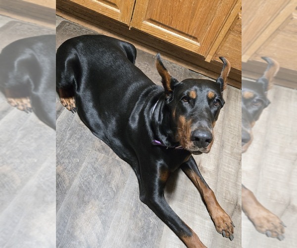 Medium Photo #1 Doberman Pinscher Puppy For Sale in BEGGS, OK, USA