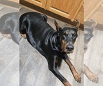 Small Photo #1 Doberman Pinscher Puppy For Sale in BEGGS, OK, USA