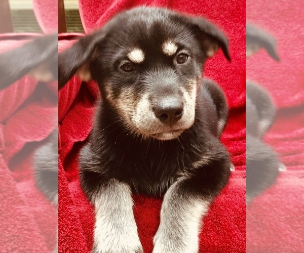 Medium Photo #5 Labrador Retriever-Siberian Husky Mix Puppy For Sale in GAINESVILLE, FL, USA