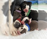 Small Photo #2 Boston Terrier Puppy For Sale in COTTONWOOD, CA, USA