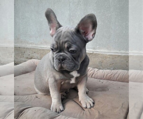 Medium Photo #2 French Bulldog Puppy For Sale in DES PLAINES, IL, USA