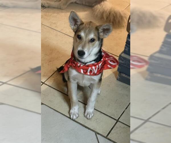Medium Photo #2 German Shepherd Dog-Unknown Mix Puppy For Sale in Pasadena, TX, USA