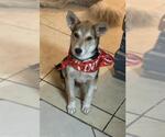 Small #1 German Shepherd Dog Mix