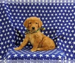Small Photo #4 Golden Retriever Puppy For Sale in CHRISTIANA, PA, USA