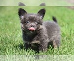 Small #13 Chihuahua