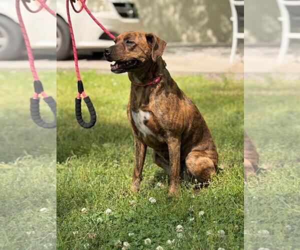 Medium Photo #3 Plott Hound-Unknown Mix Puppy For Sale in Yardley, PA, USA