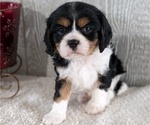 Puppy Olive Cavalier King Charles Spaniel