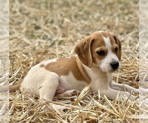 Beagle Dogs for adoption in Mooresville, NC, USA