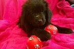 Small Photo #1 Newfoundland Puppy For Sale in NORMAN, OK, USA