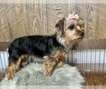 Small #1 Yorkshire Terrier
