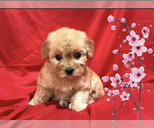 Maltipoo Puppy for sale in SAN FRANCISCO, CA, USA