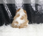 Small #4 Cavalier King Charles Spaniel